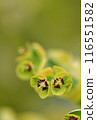 Cute flowers wet with rain 116551582
