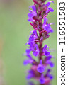 Purple flowers close up 116551583