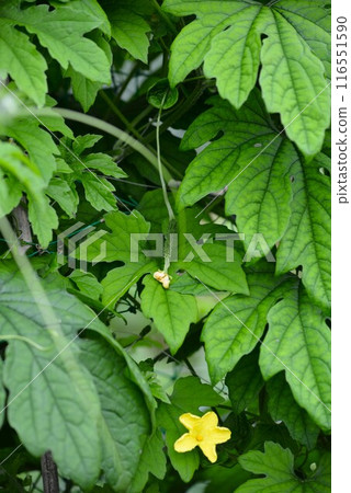 黃色的花,苦瓜花 黃色的花,苦瓜花 116551590