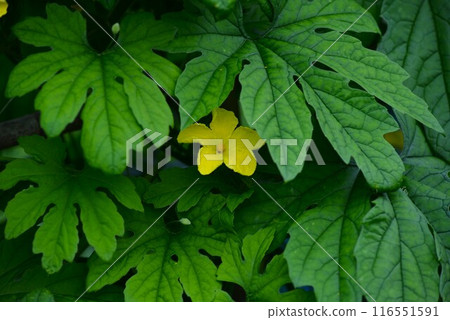 苦瓜花 116551591