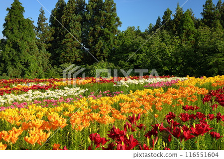 新潟縣魚沼市堀之內 七彩魚沼百合花盛開的月岡公園花卉廣場花壇 新潟縣魚沼市堀之內 七彩魚沼百合花盛開的月岡公園花卉廣場花壇 116551604