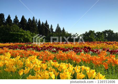 Horinouchi, Uonuma City, Niigata Prefecture The flower bed of Tsukioka Park Flower Square where colorful Uonuma lilies bloom 116551606