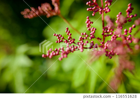 The Shimotsuke flower was named "Kyouganoko" (Kyoto Kanoko) after the "Kanoko tie-dye" pattern. The flower language is "secret love" and "transience". The Shimotsuke flower was named "Kyouganoko" (Kyoto Kanoko) after the "Kanoko tie-dye" pattern. The flower language is "secret love" and "transience". 116551628