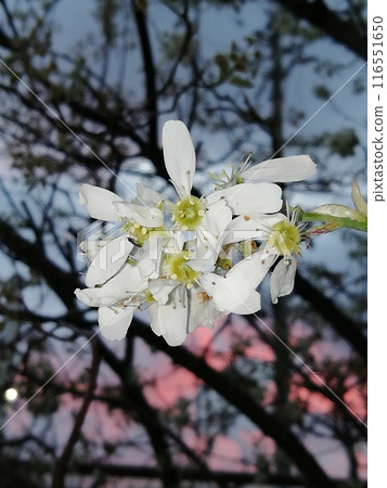 六月漿果花 116551650