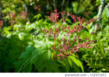 The Shimotsuke flower was named "Kyouganoko" (Kyoto Kanoko) after the "Kanoko tie-dye" pattern. The flower language is "secret love" and "transience". The Shimotsuke flower was named "Kyouganoko" (Kyoto Kanoko) after the "Kanoko tie-dye" pattern. The flower language is "secret love" and "transience". 116551851