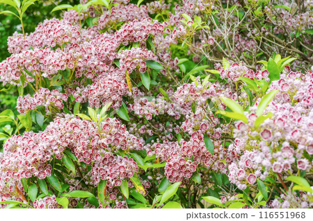 盛開的卡爾米亞 116551968