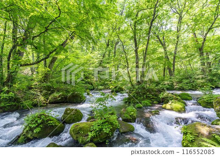 夏季奧入瀨溪阿修羅溪青森縣十和田市 116552085