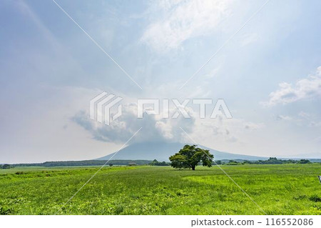 岩手縣八幡平市青神坊牧野夏季的孤櫻 116552086