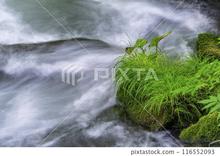 Summer Oirase Keiryu Sanran no Ie Towada City, Aomori Prefecture 116552093