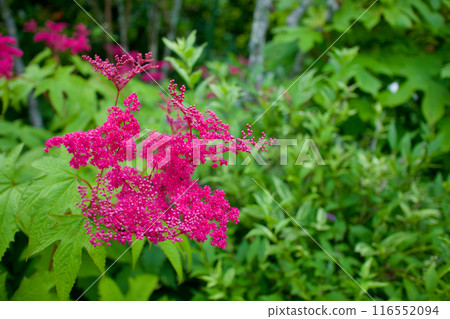 This flower was named "Kyouganoko" (Kyoto Kanoko) after the "Kanoko Shibori" pattern. The flower's meaning is "secret love" and "simple beauty." This flower was named "Kyouganoko" (Kyoto Kanoko) after the "Kanoko Shibori" pattern. The flower's meaning is "secret love" and "simple beauty." 116552094