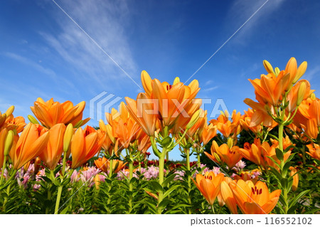 新潟縣魚沼市堀之內：從魚沼特產百合花盛開的月岡公園花卉廣場的花壇上欣賞百合花的特寫和藍天。 116552102