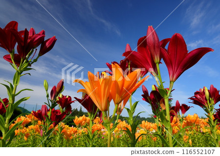 Horinouchi, Uonuma City, Niigata Prefecture A close-up of lilies and a view of the blue sky from a flowerbed at Tsukioka Park Flower Square, where lilies, a specialty of Uonuma, bloom. Horinouchi, Uonuma City, Niigata Prefecture A close-up of lilies and a view of the blue sky from a flowerbed at Tsukioka Park Flower Square, where lilies, a specialty of Uonuma, bloom. 116552107