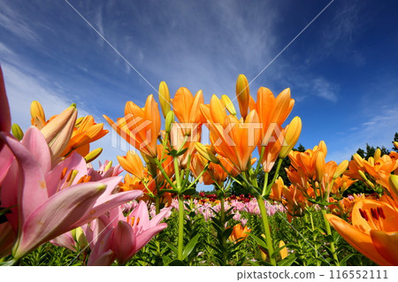 Horinouchi, Uonuma City, Niigata Prefecture A close-up of lilies and a view of the blue sky from a flowerbed at Tsukioka Park Flower Square, where lilies, a specialty of Uonuma, bloom. 116552111