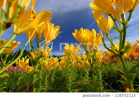 Horinouchi, Uonuma City, Niigata Prefecture A close-up of lilies and a view of the blue sky from a flowerbed at Tsukioka Park Flower Square, where lilies, a specialty of Uonuma, bloom. 116552113