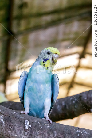 The upper body of a female budgerigar [Family: Parrots, Genus: Budgerigar] 116552127