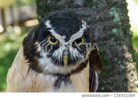 Spectacled owl that looks like it's wearing glasses [Owl family] 116552169