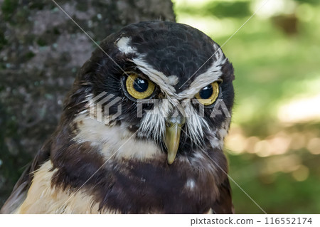 Spectacled owl that looks like it's wearing glasses [Owl family] 116552174