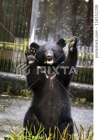 可愛的小熊舉起手 可愛的小熊舉起手 116552286