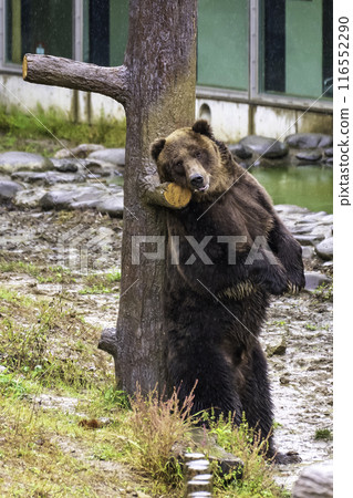 棕熊揉著它的背 116552290