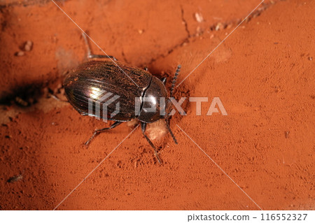 Living creatures, insects, giant mealworm beetles, measuring 8.4 mm in length. Quite large among their kind that live in Honshu. Living creatures, insects, giant mealworm beetles, measuring 8.4 mm in length. Quite large among their kind that live in Honshu. 116552327
