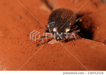 生物 昆蟲 巨型菇，雄性和雌性都沒有角狀突起。眼睛好像很大啊 116552516
