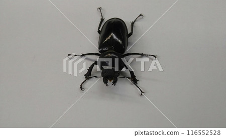 A shiny black female stag beetle A shiny black female stag beetle 116552528