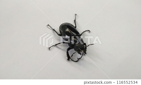 發黑光的雌鍬蟲 發黑光的雌鍬蟲 116552534