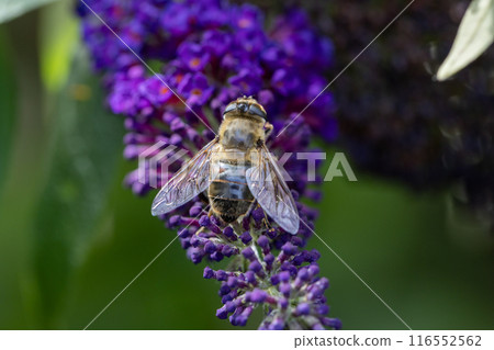 Closeup photo of a bee on a purple flower, showcasing natures beauty and biodiversity 116552562