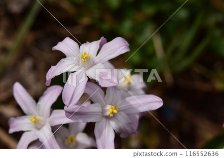 淡粉紅色 Chionodoxa 特寫 116552636