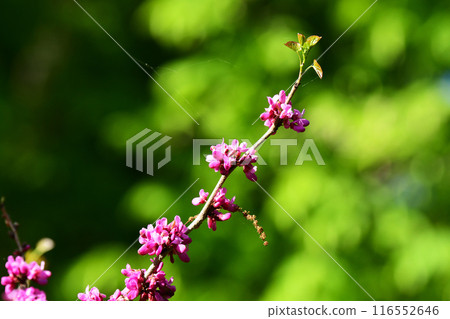 Deep pink redbud Deep pink redbud 116552646