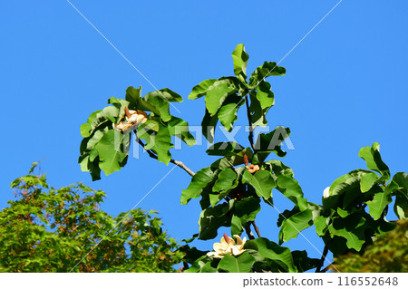 Magnolia flowers and blue sky Magnolia flowers and blue sky 116552648