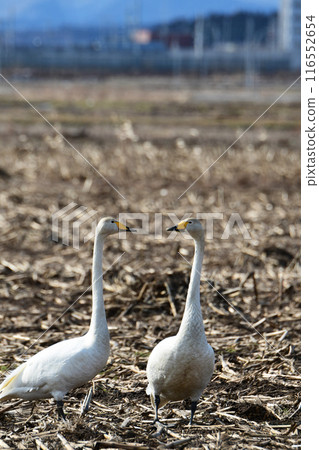 兩隻大天鵝站在砍伐的田野裡 兩隻大天鵝站在砍伐的田野裡 116552654