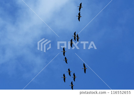 A flock of wild geese passing overhead A flock of wild geese passing overhead 116552655