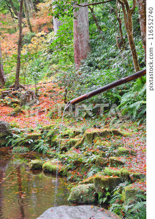 大原:三千院美麗的秋葉(京都市左京區) 大原:三千院美麗的秋葉(京都市左京區) 116552740