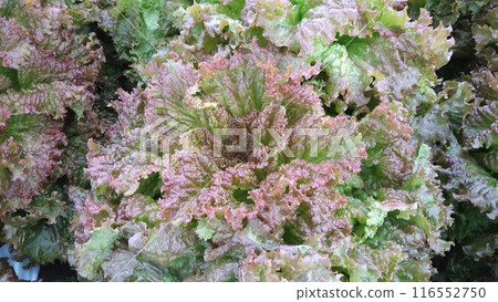 Sunny lettuce plants from Nobeyama Plateau Sunny lettuce plants from Nobeyama Plateau 116552750