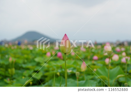 筆直的蓮花花蕾和Unebi山 116552880