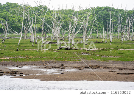 北海道東部野付半島上枯樹成蔭的奈良原荒涼景色 116553032