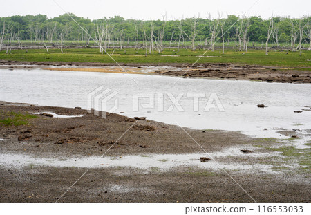The desolate landscape of Narawara with dead trees standing on the Notsuke Peninsula in eastern Hokkaido 116553033