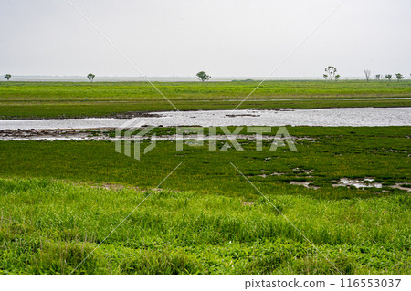 The Todowara landscape spreads out at the tip of the Notsuke Peninsula in eastern Hokkaido. 116553037