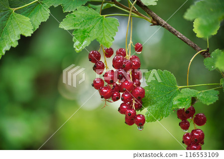 Ripe red currants hanging on branches in a garden 116553109