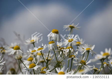 Close-up of beautiful blooming chamomile flowers in a sunny field 116553111