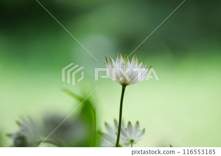 一朵小白花 116553185