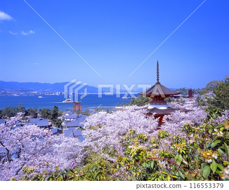 安藝宮島的櫻花、「世界文化遺產」嚴島神社/廣島縣廿日市市（一志廿日市） 116553379
