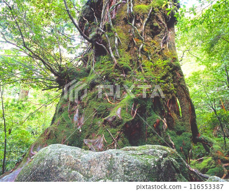 "World Natural Heritage" Yakushima, Moss-covered Okinasugi (Okinasugi) / Estimated age 2000 years, height 23.7m, trunk circumference 12 "World Natural Heritage" Yakushima, Moss-covered Okinasugi (Okinasugi) / Estimated age 2000 years, height 23.7m, trunk circumference 12 116553387
