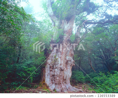 「世界自然遺產」屋久島、繩文杉和晨霧/國家指定特別天然紀念物/鹿兒島縣熊毛郡屋久町 「世界自然遺產」屋久島、繩文杉和晨霧/國家指定特別天然紀念物/鹿兒島縣熊毛郡屋久町 116553389