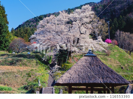 佛龍寺千禧年櫻 / 樹齡1000年、樹高16m、樹幹週長7.7m / 奈良縣指定天然紀念物 佛龍寺千禧年櫻 / 樹齡1000年、樹高16m、樹幹週長7.7m / 奈良縣指定天然紀念物 116553393