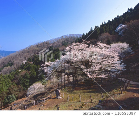 垂水大櫻花(千櫻) / 樹齡1000年以上、樹高13.8m、樹幹週長8m / 國家指定天然紀念物 垂水大櫻花(千櫻) / 樹齡1000年以上、樹高13.8m、樹幹週長8m / 國家指定天然紀念物 116553397