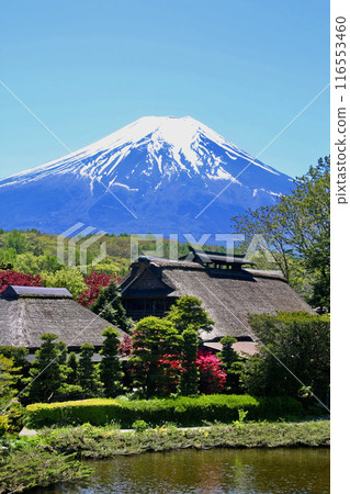 Oshino Hakkai and Mount Fuji (Oshino Village, Yamanashi Prefecture) Oshino Hakkai and Mount Fuji (Oshino Village, Yamanashi Prefecture) 116553460