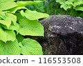 Stones and plants 116553508