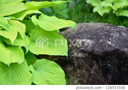 Stones and plants 116553508